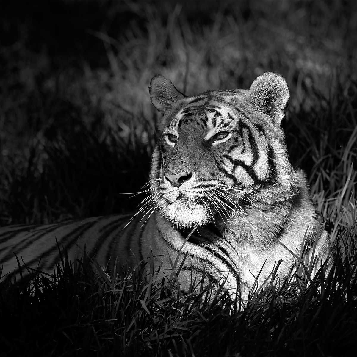 Affiche tigre assoupi dans son rayon de lumière affiche + cadre en bois - noir, HEXOA