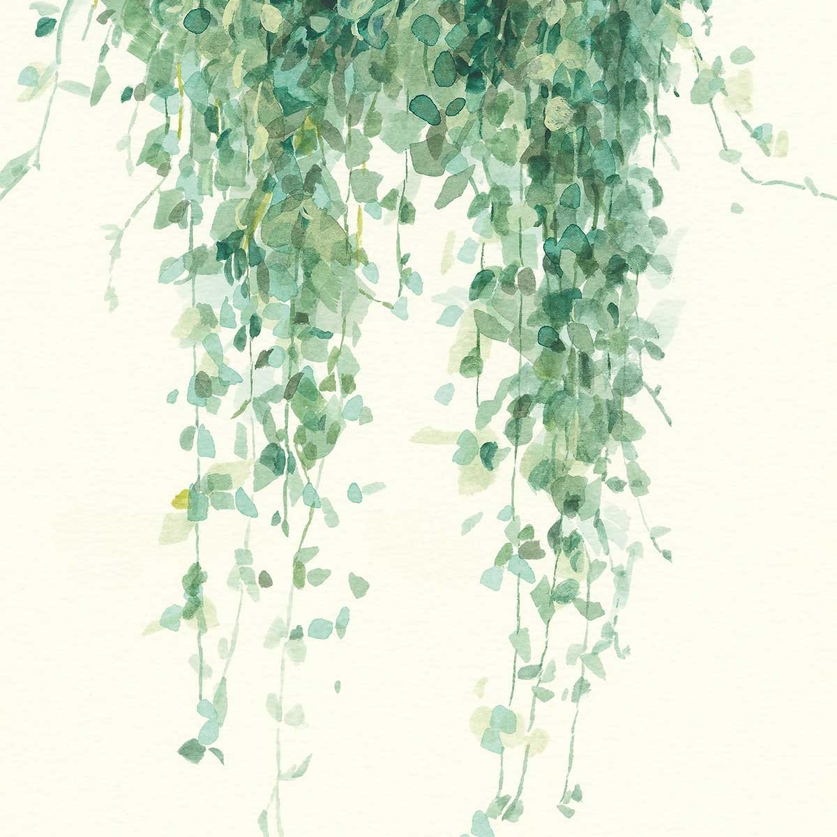 Tableau fleurs Plante tropicale Ceropegia illustrée tableau alu dibond, HEXOA
