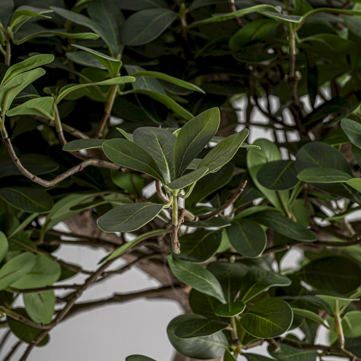 Ficus décoratif en bois fait main vert et marron, RECOLLECTION