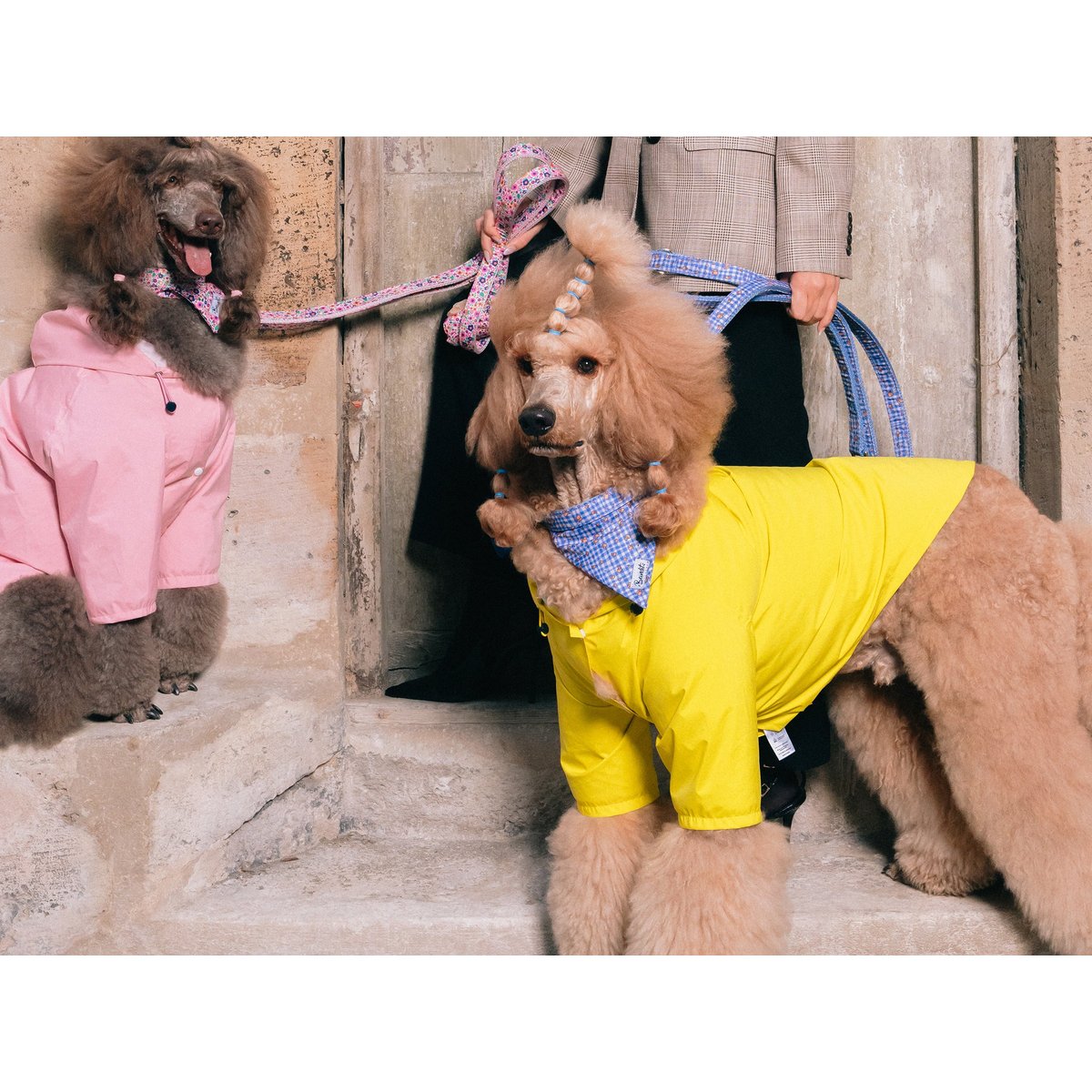 Bandana Chien et Chat VICHY LEMONADE chien / vichy bleu, FRENCH BANDIT