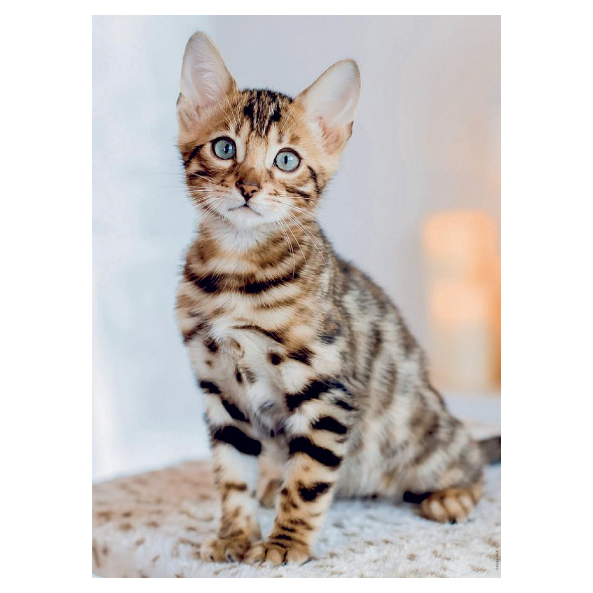 Puzzle 500 p chaton bengal couleur unique, NATHAN