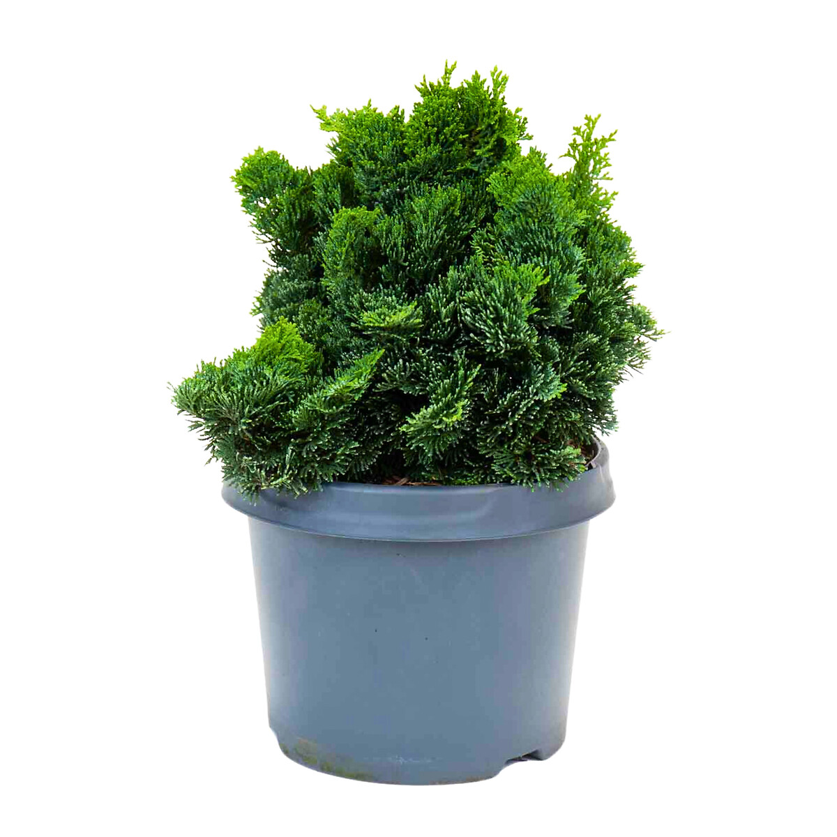 Planta Cipreste Hinoki, BIOMA verde, BIOMA PLANTS