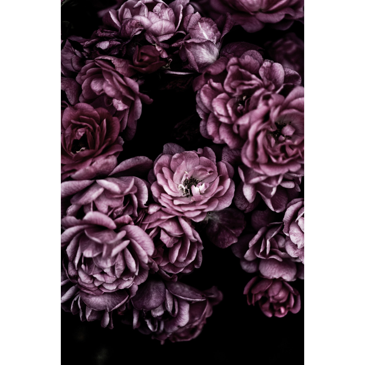 Tableau Sur Toile Romance Florale FLEUR tableaux sur toile-rose, CEANOTHE