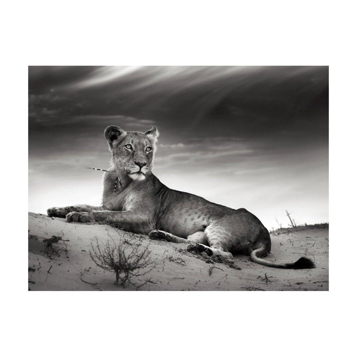 Papier peint intissé panoramique Animaux Une lionne en noir et blanc noir, EDEN