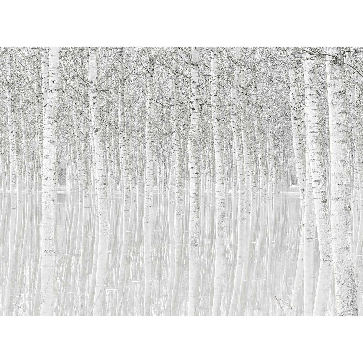 Papier peint panoramique foret de bouleaux intissé, HEXOA