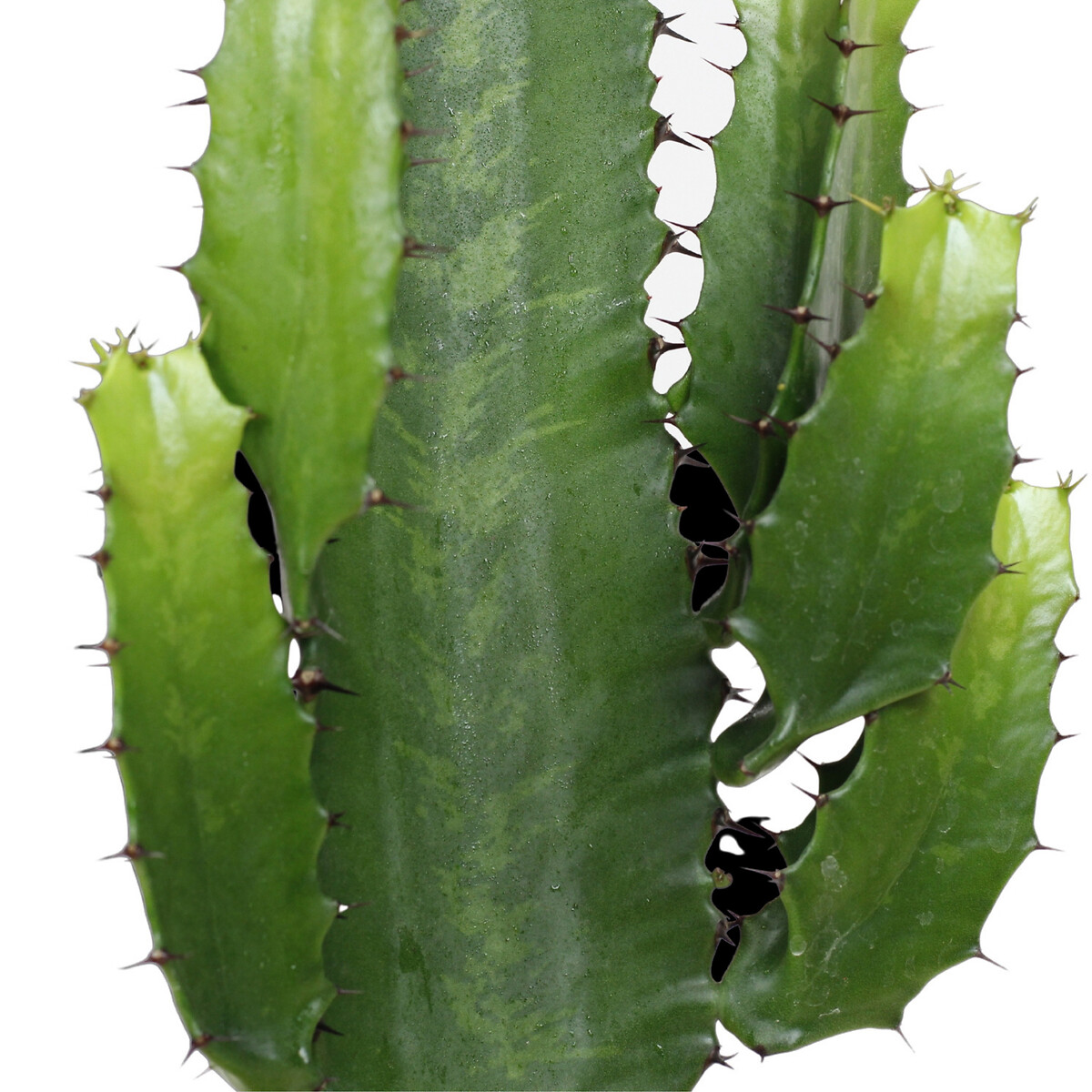 Planta Euphorbia acrurensis + vaso havana waves, da BIOMA linho, BIOMA PLANTS