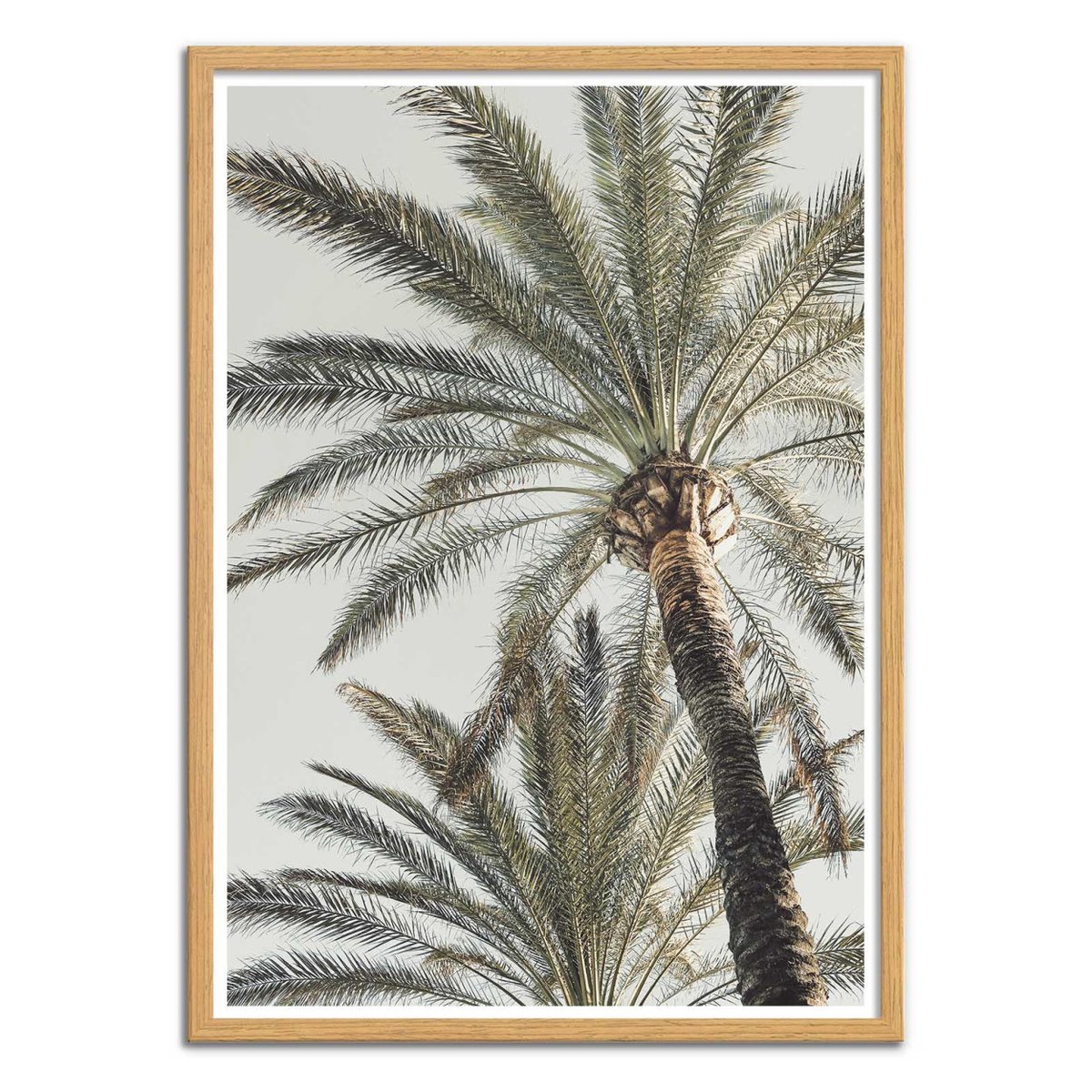 Affiche d'art - Palm_005 - Pictufy Studio III affiche d'art, WALL EDITIONS