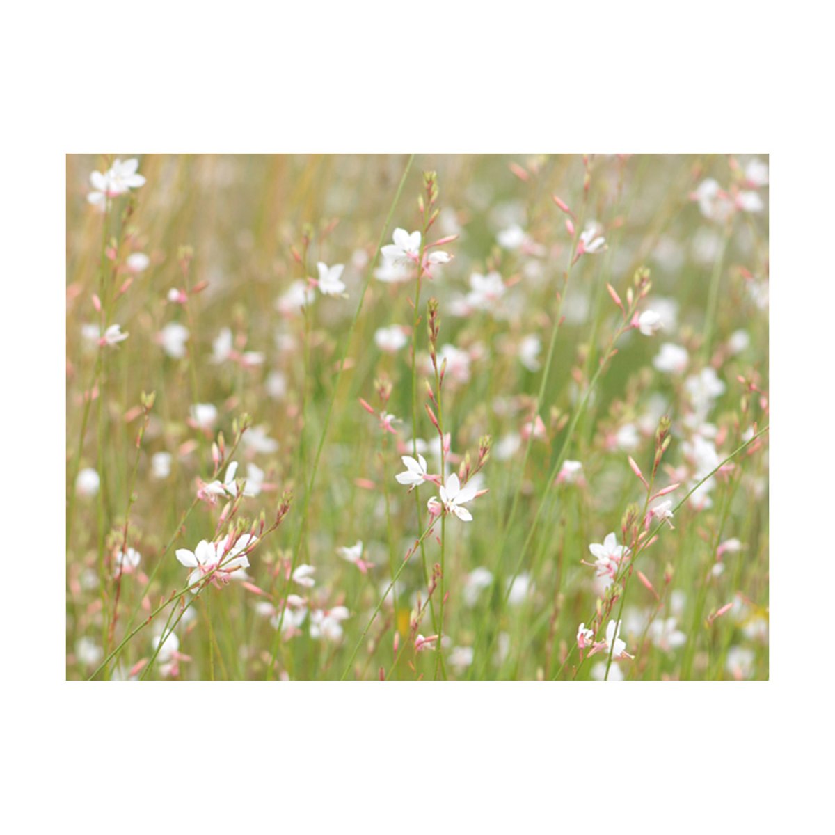 Papier peint intissé panoramique Fleurs Petites fleurs blanches beige, EDEN