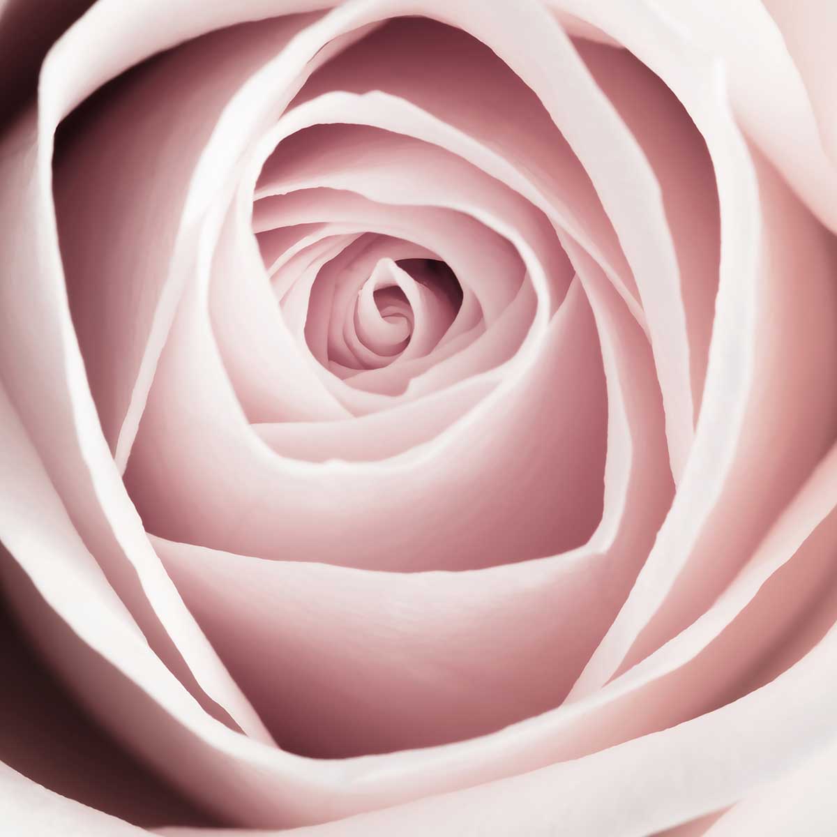 Affiche  coeur de roses affiche + cadre en bois - noir, HEXOA
