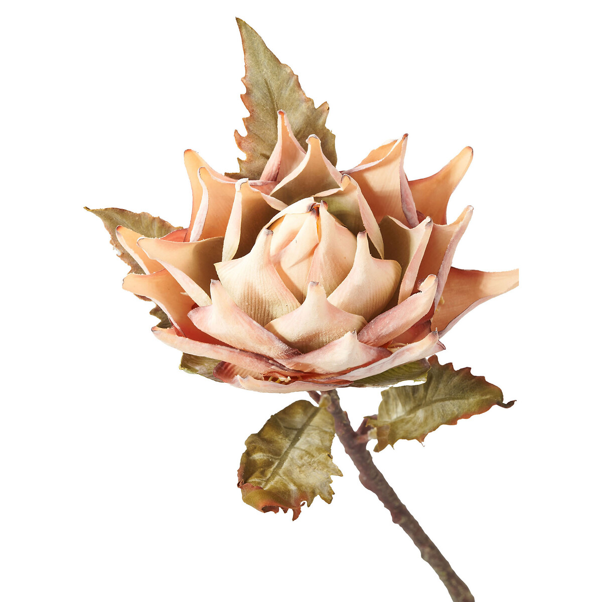 Set of 6 74cm Apricot Lotus Stems apricot, ÉDITÉ