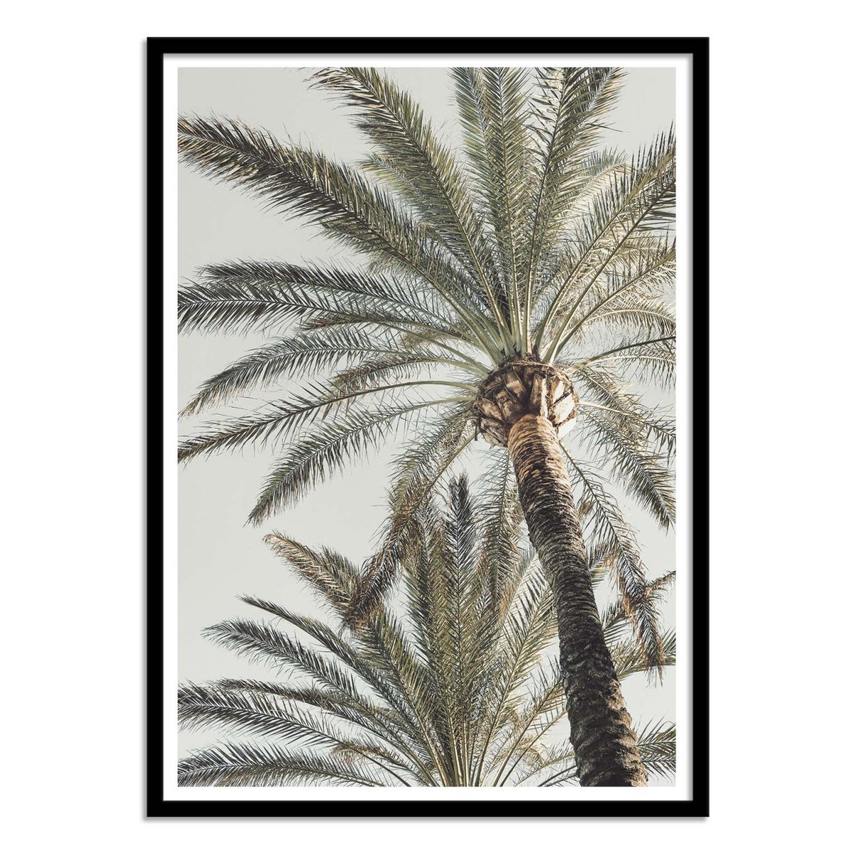 Affiche d'art - Palm_005 - Pictufy Studio III affiche d'art, WALL EDITIONS