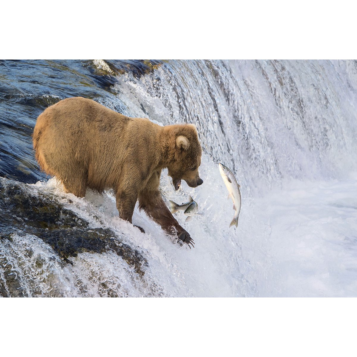 Tableau Un ours pêche sur le bord tableau alu dibond, HEXOA