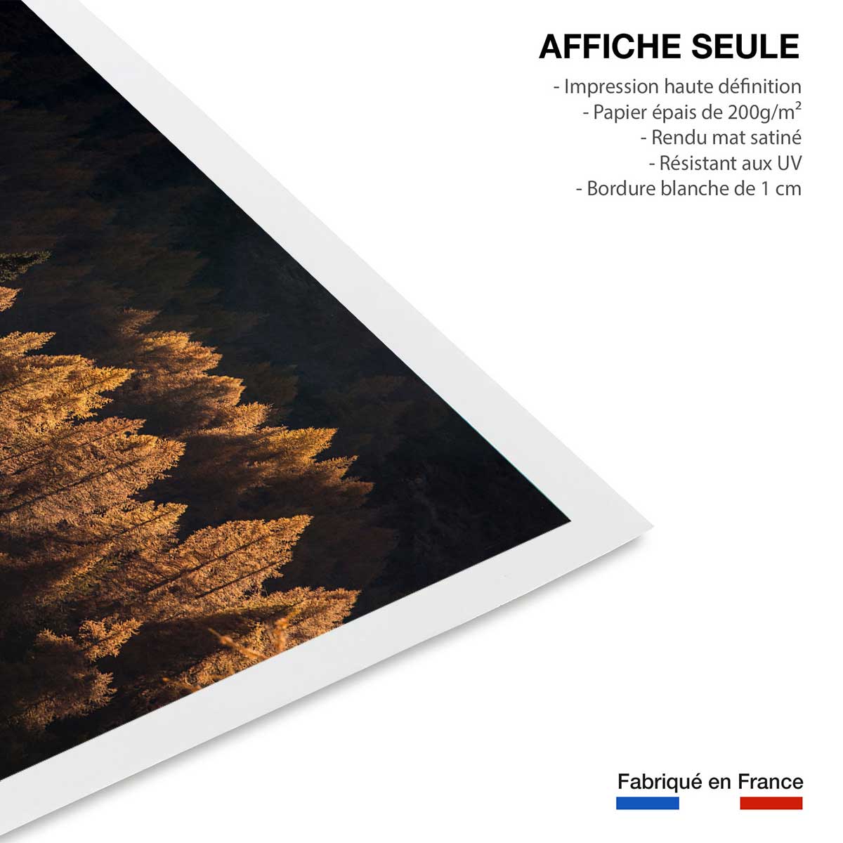 Affiche mélèzes d' automne affiche seule, HEXOA