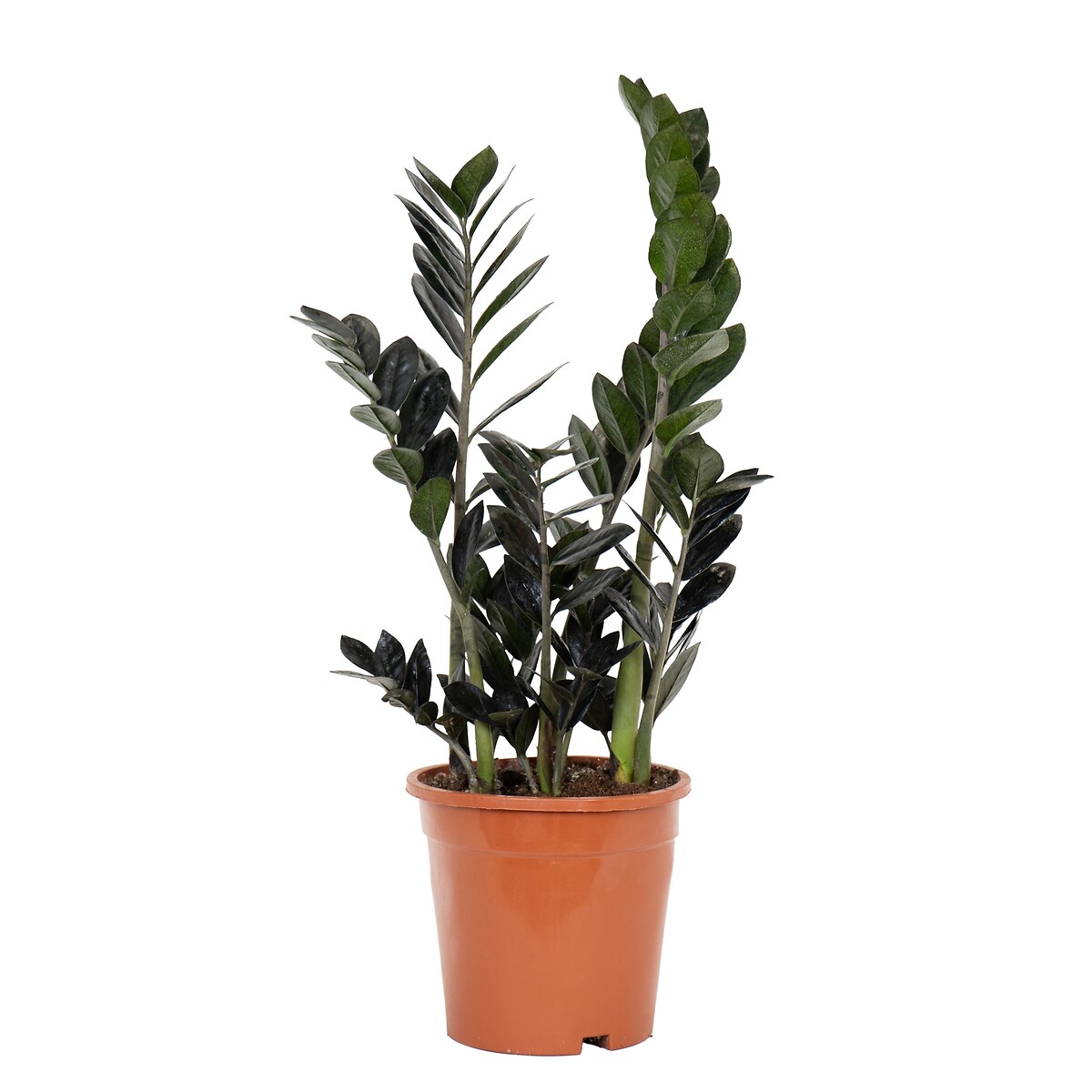Zamioculca Raven, BIOMA verde, BIOMA PLANTS