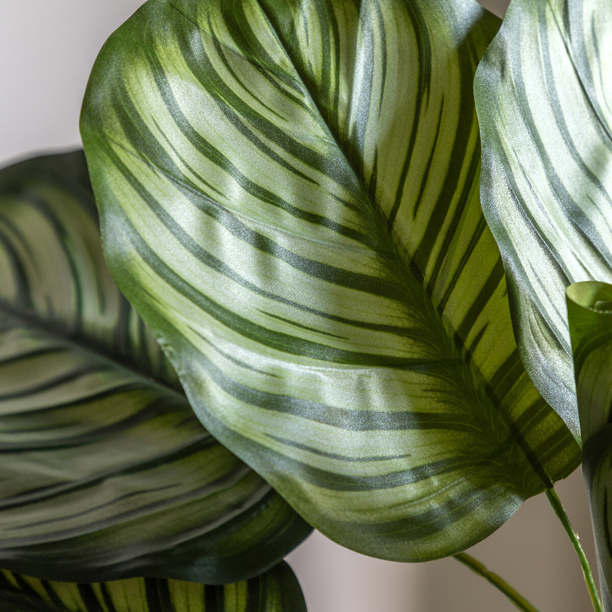 2ft Potted Calathea Leaf Tree green, ÉDITÉ