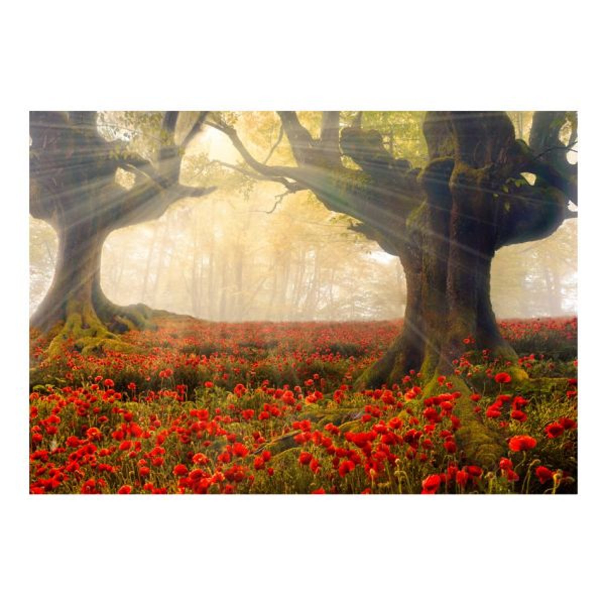 Papier peint intissé panoramique Fleurs Morning among poppies vert, EDEN