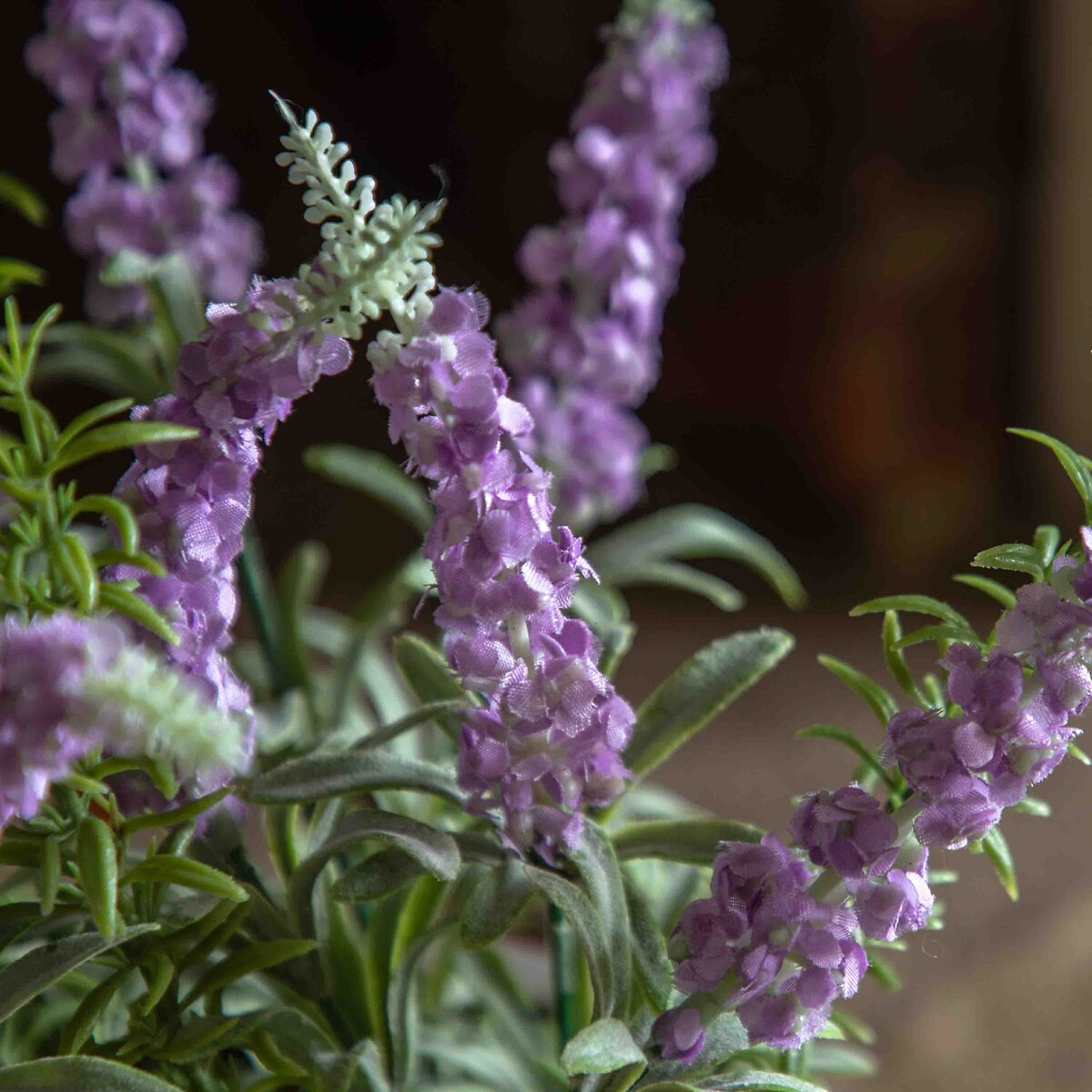30cm Potted Rustic Lilac Lavendar in Terracotta Pot purple, ÉDITÉ