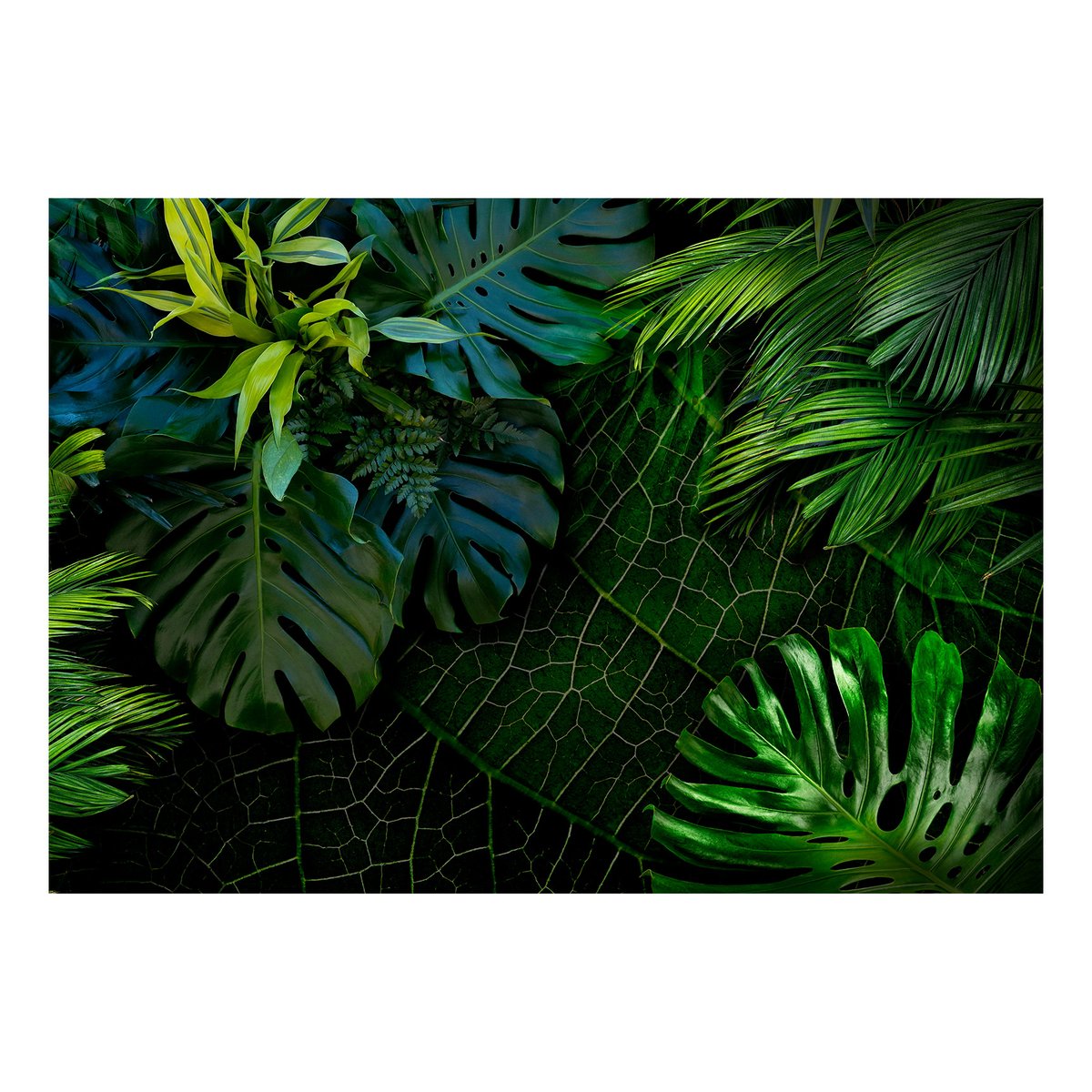 Papier peint intissé panoramique Paysage Dark Jungle noir, EDEN