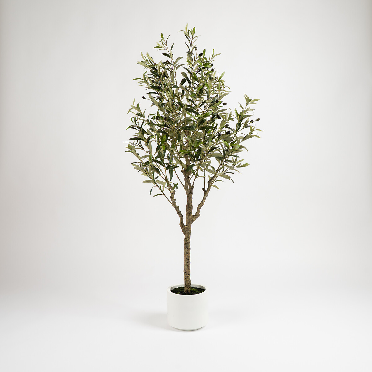 150cm Olive Tree in White Pot green, SO'HOME