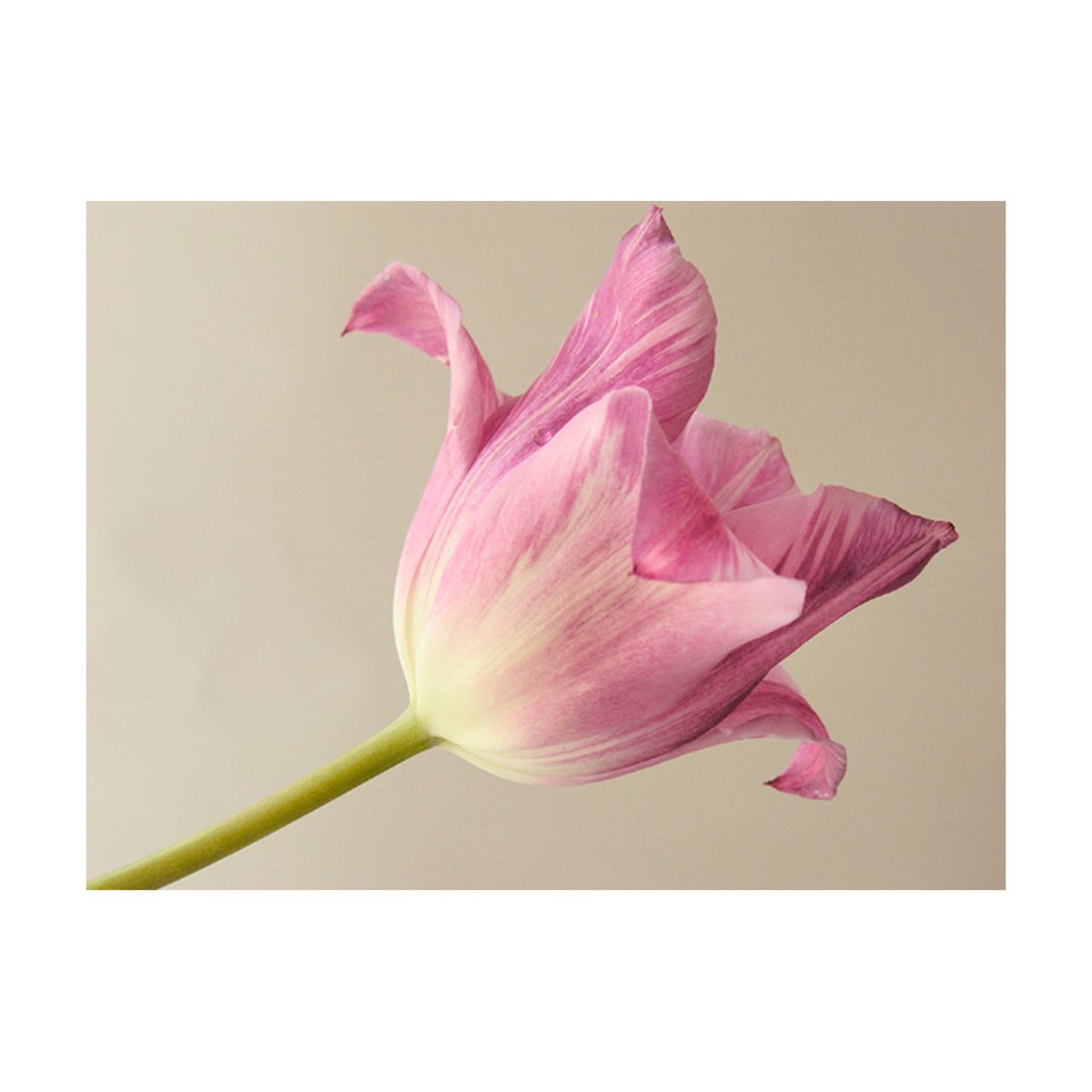 Papier peint intissé panoramique Fleurs Pink tulip vert, EDEN
