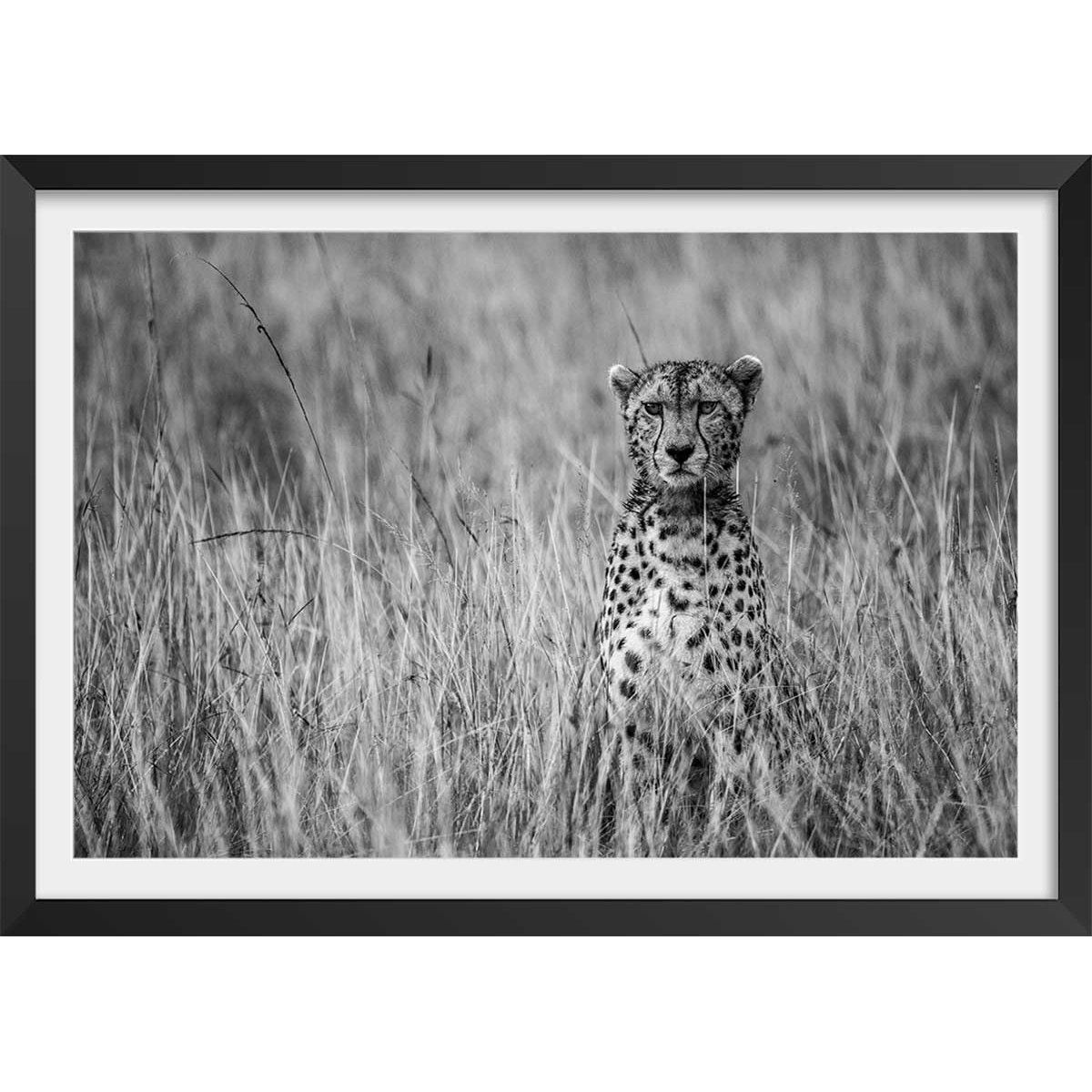 Affiche animaux Cheetah affiche + cadre en bois - noir, HEXOA