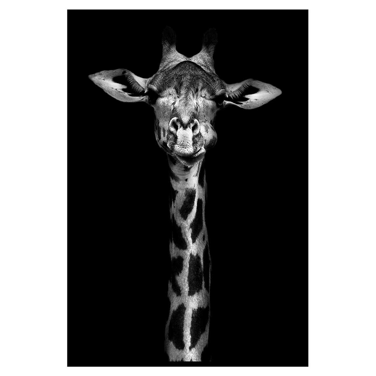 Affiche encadrée girafe en noir et blanc sur fond noir affiche + cadre en métal - noir, HEXOA