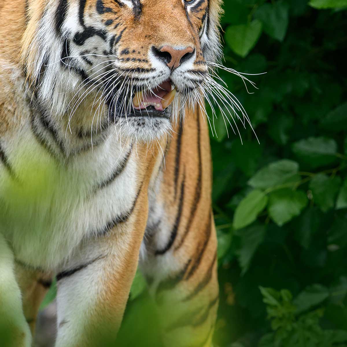 Tableau tigre majestueux dans la jungle toile imprimée, HEXOA