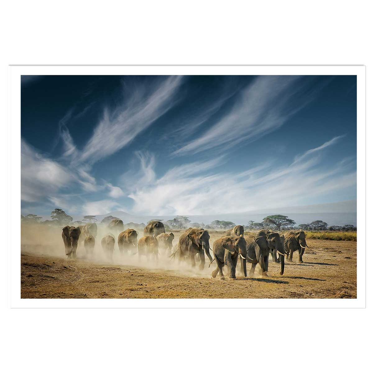 Affiche animaux éléphantfamily affiche seule, HEXOA