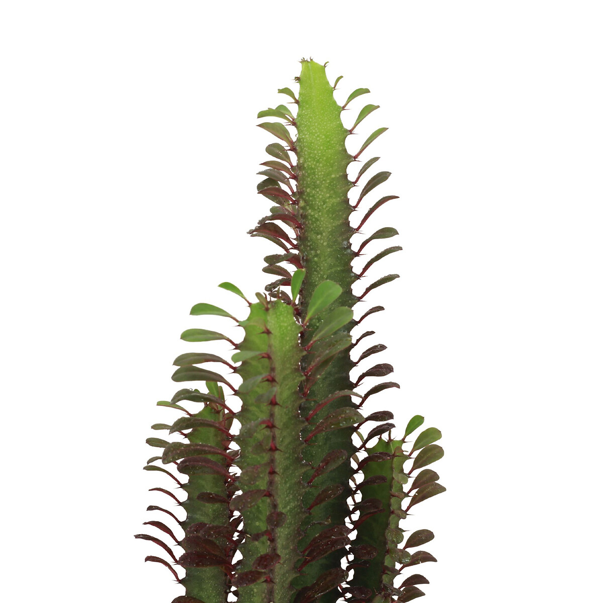 Planta Euphorbia trigona, BIOMA verde, BIOMA PLANTS