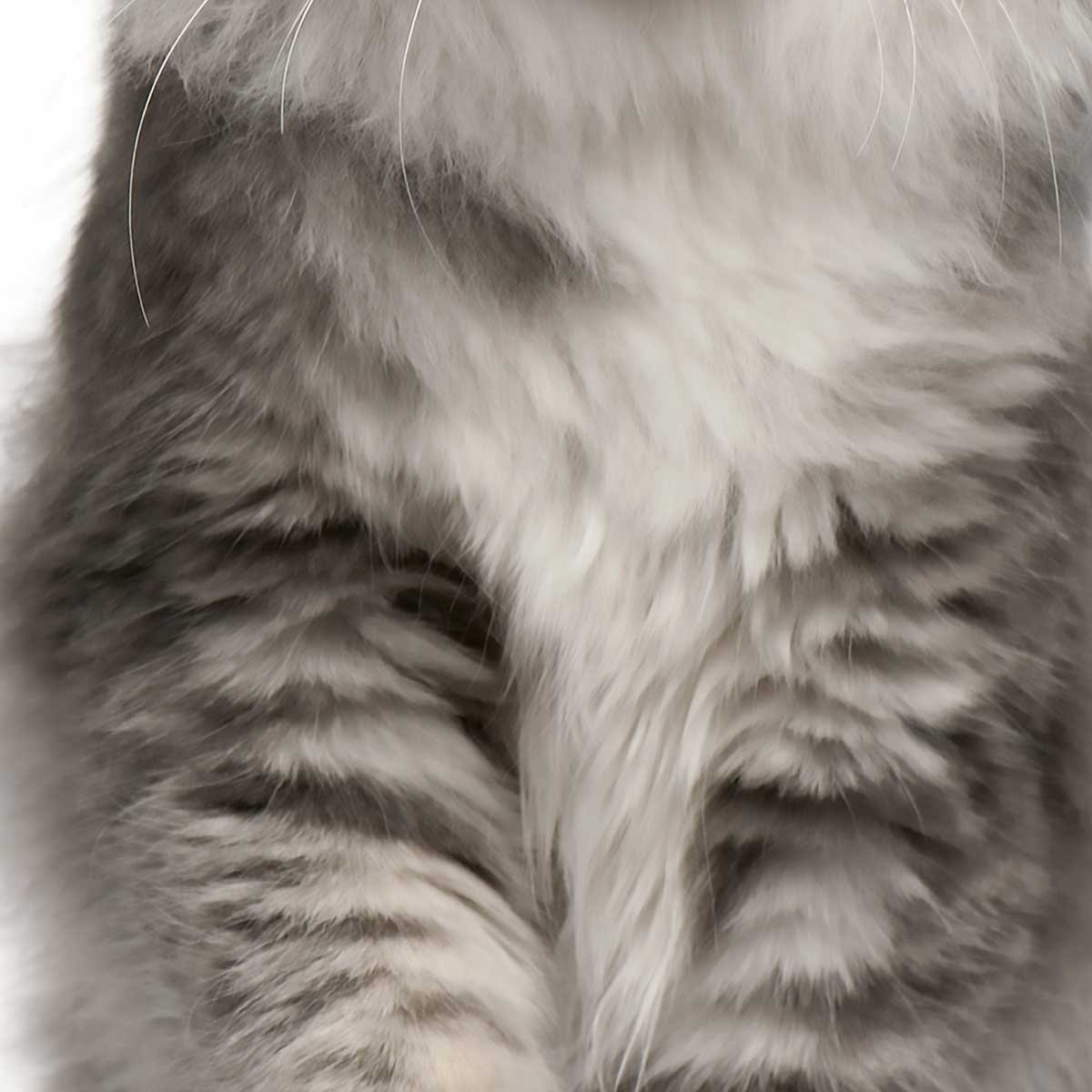 Affiche encadrée chat élégant au pelage majestueux affiche + cadre en métal - noir, HEXOA