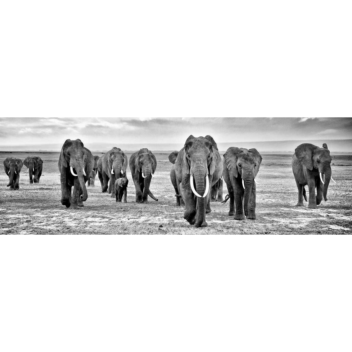 Tableau Mural Troupeau D'éléphants Noir & Blanc ANIMAUX tableaux sur toile-noir & blanc, CEANOTHE