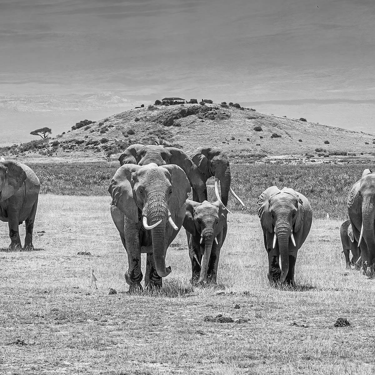 Papier peint éléphants devant le Kilimanjaro intissé, HEXOA