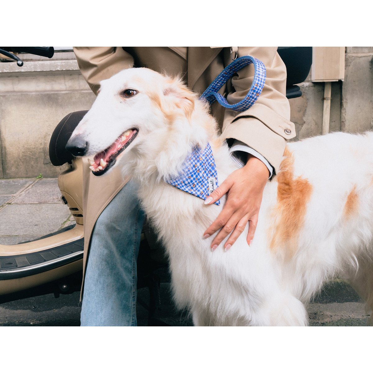 Bandana Chien et Chat VICHY LEMONADE chien / vichy bleu, FRENCH BANDIT