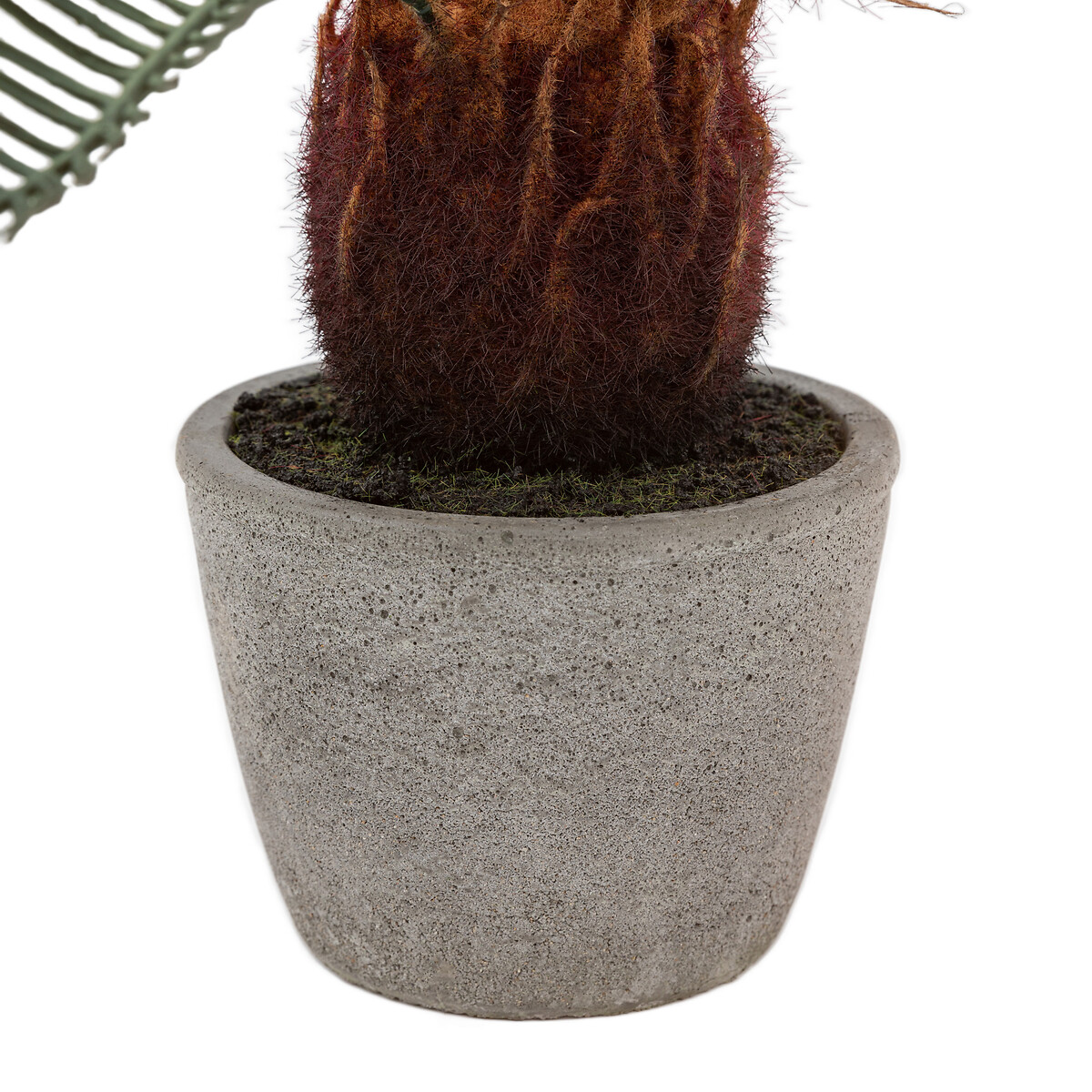Wide Palm in Concrete Pot natural, SO'HOME