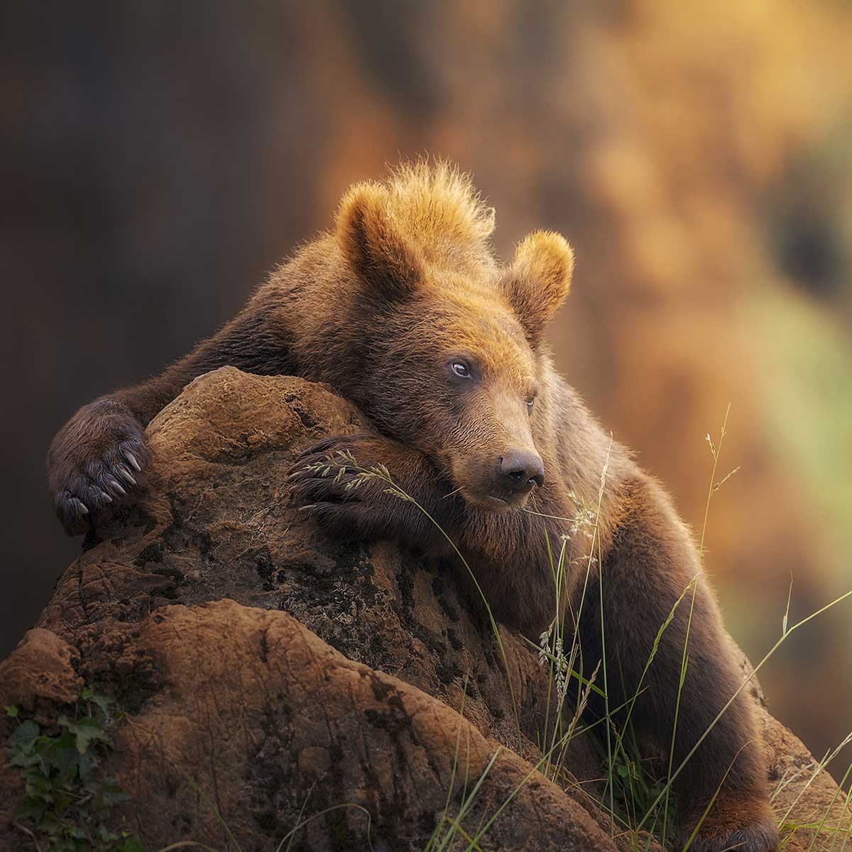 Tableau portrait d'ours tableau alu dibond, HEXOA