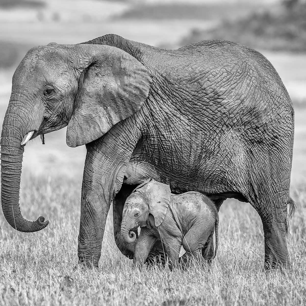 Affiche Mère éléphant affiche + cadre en bois - noir, HEXOA