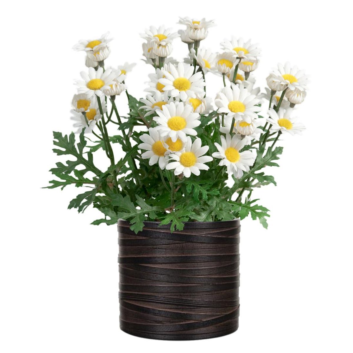 Marguerite artificielle en pot H 30 cm v002227, ARTIFICIELLES