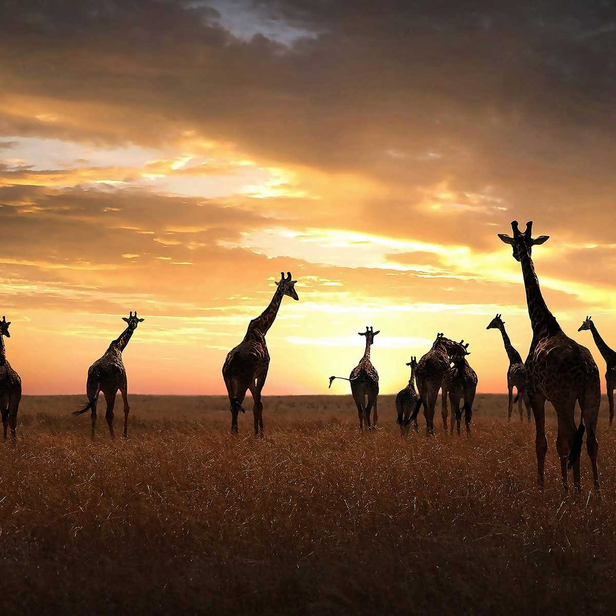 Affiche animaux girafes family affiche + cadre en bois - noir, HEXOA