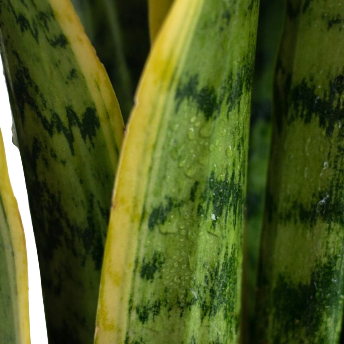 Planta Sansevieria laurentii + vaso havana natural, da BIOMA branco, BIOMA PLANTS