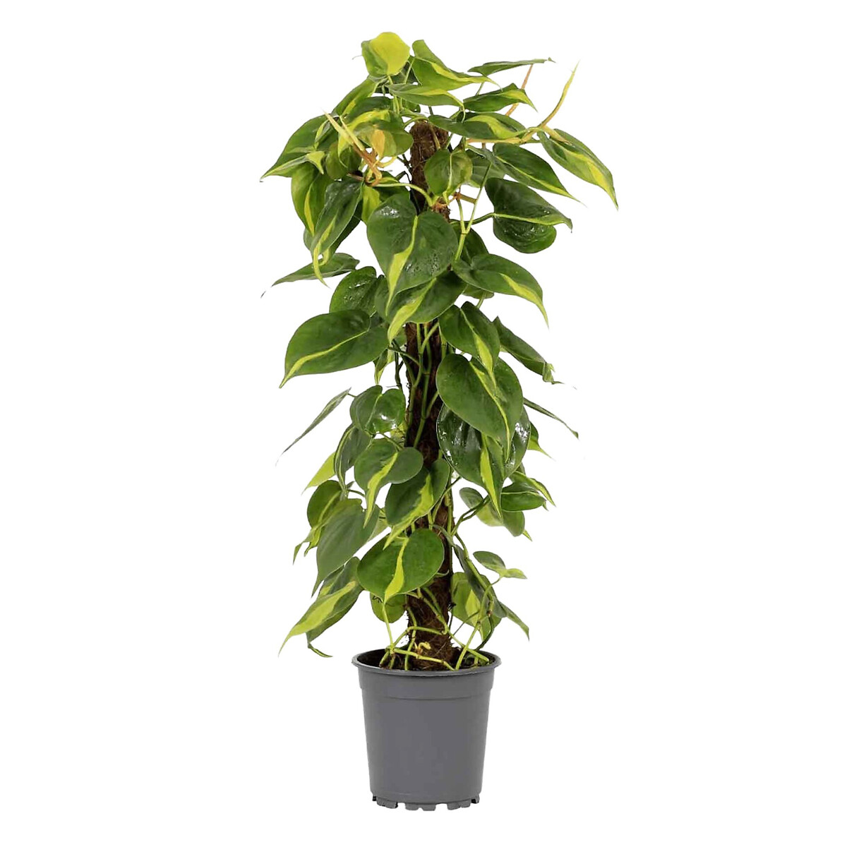Planta Philodendron Brasil, BIOMA verde, BIOMA PLANTS