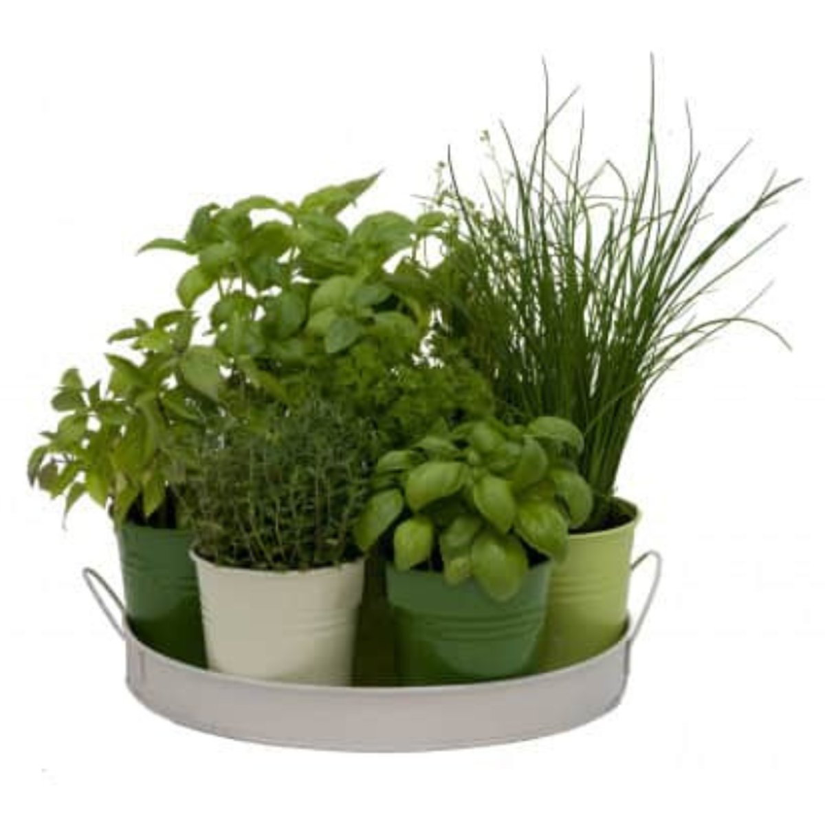 Plateau 7 herbes aromatiques couleur unique, FLOREX