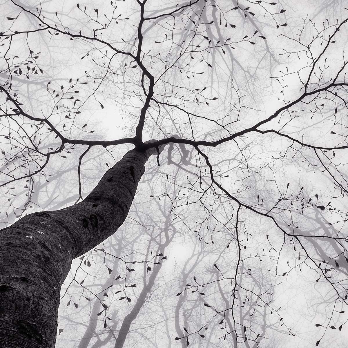 Papier peint panoramique arbre en hiver intissé, HEXOA