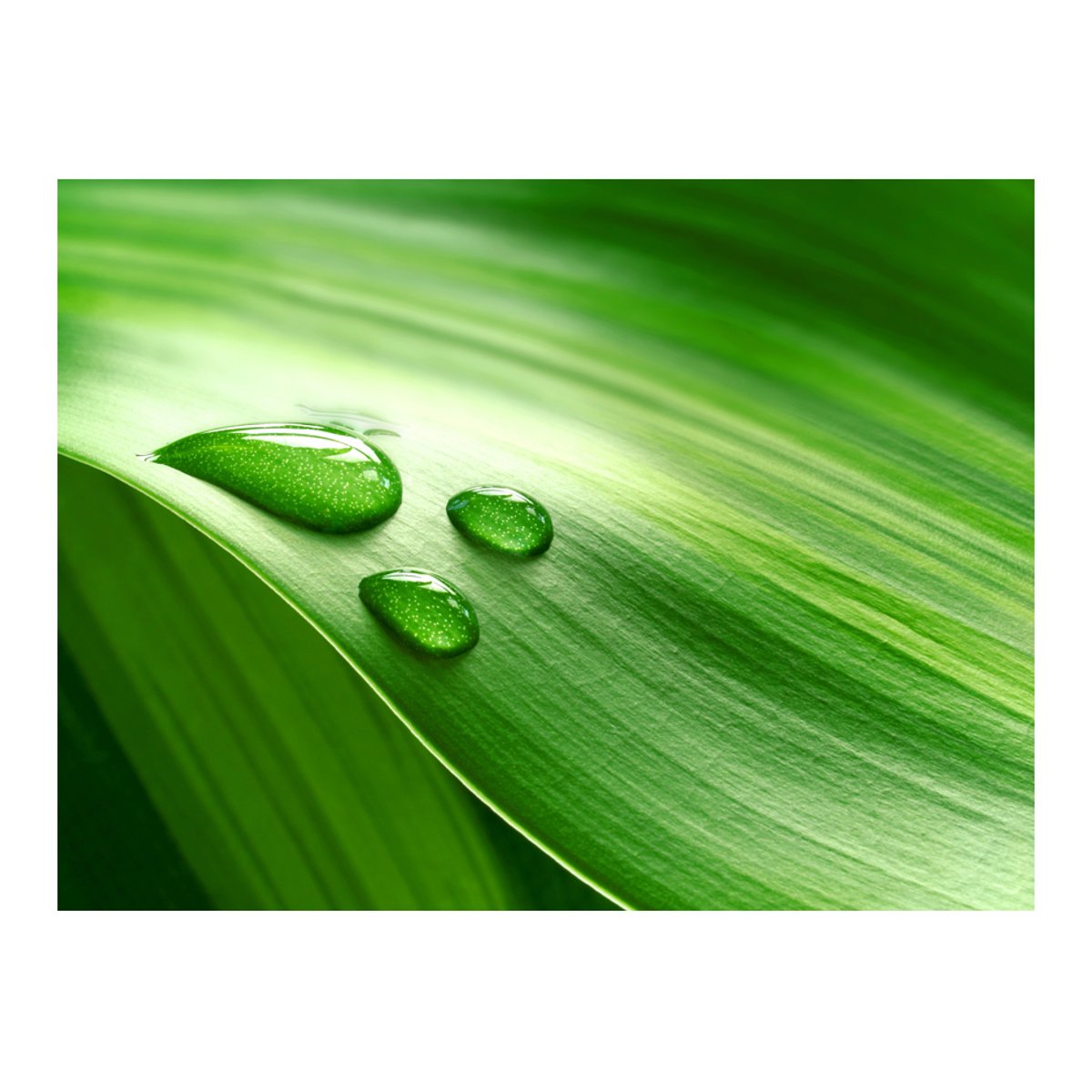 Papier peint intissé panoramique Feuille et trois gouttes d'eau vert, EDEN