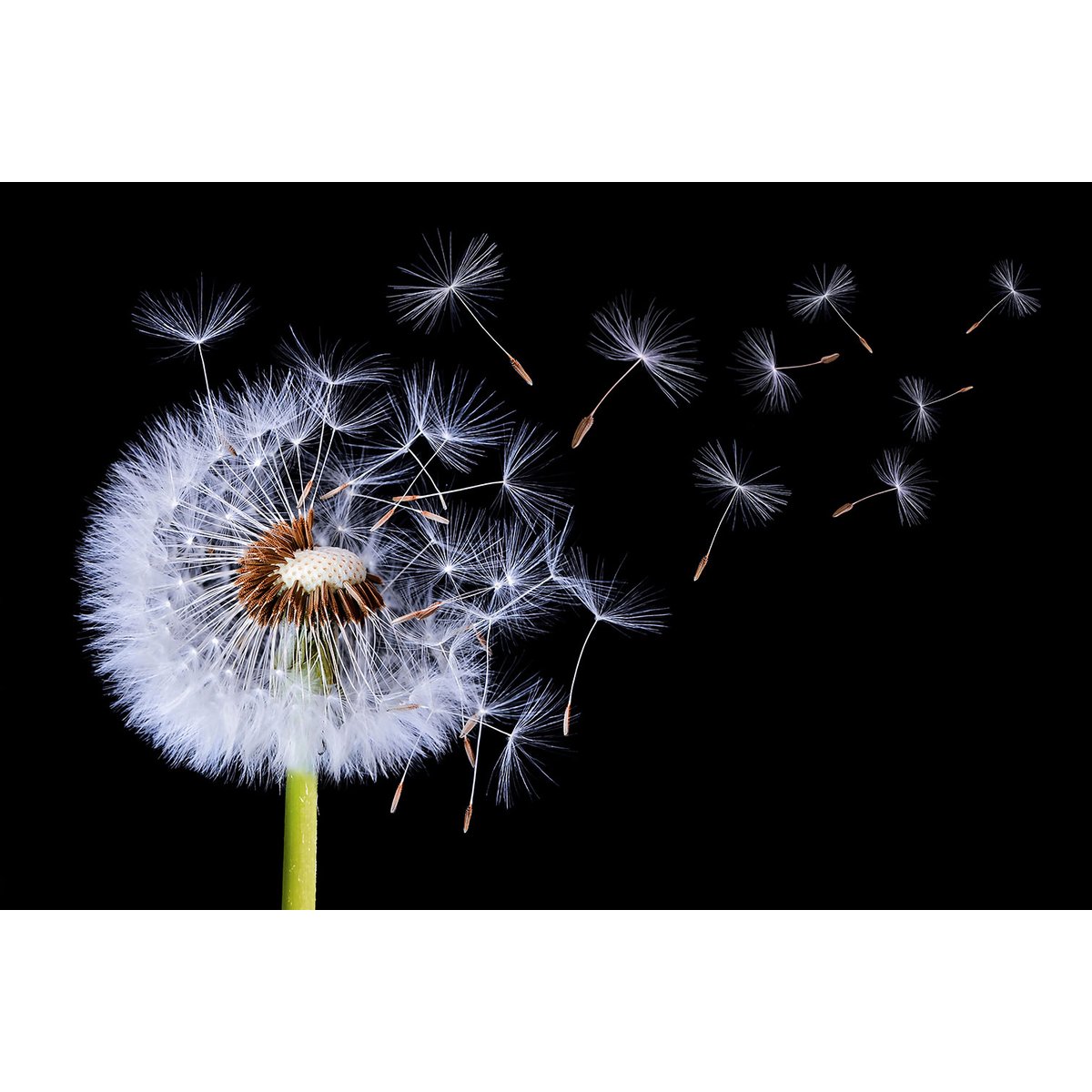 Tableau fleur pissenlit vole tableau alu dibond, HEXOA