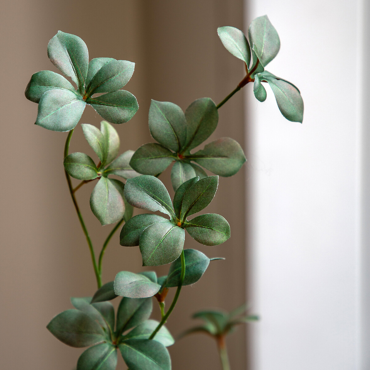 5ft Potted Rhodoleia Tree green, ÉDITÉ