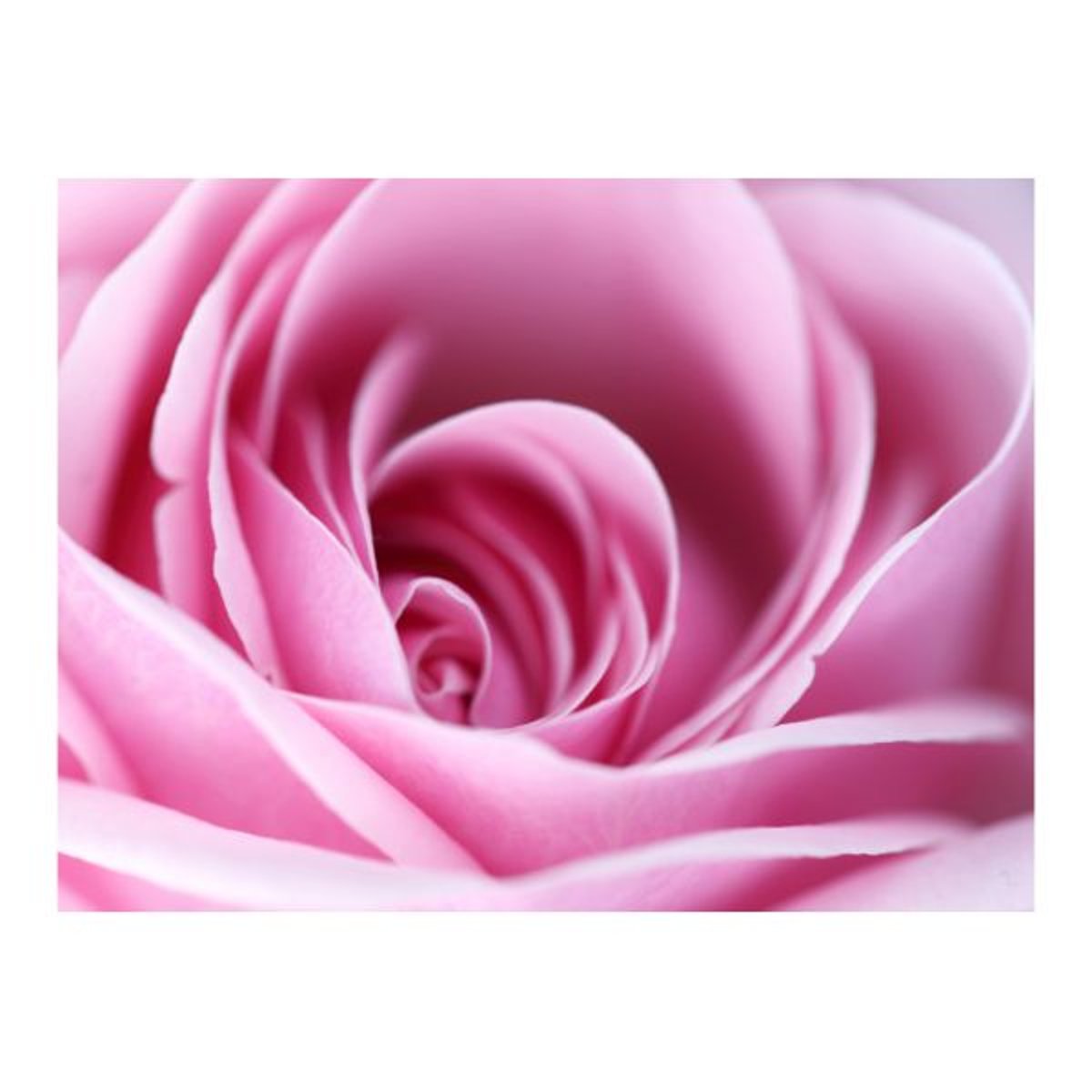 Papier peint intissé panoramique Fleurs Rose rose gris / argent, EDEN