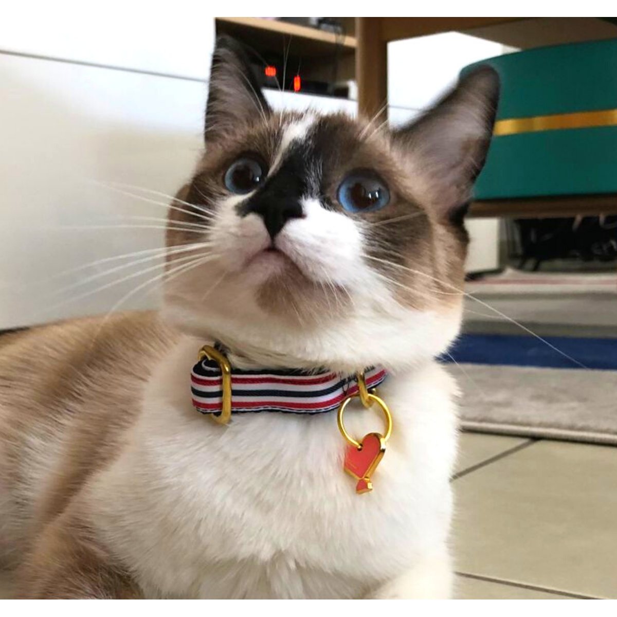 Collier pour chat THE FRENCH BANBAN bleu, blanc, rouge, FRENCH BANDIT