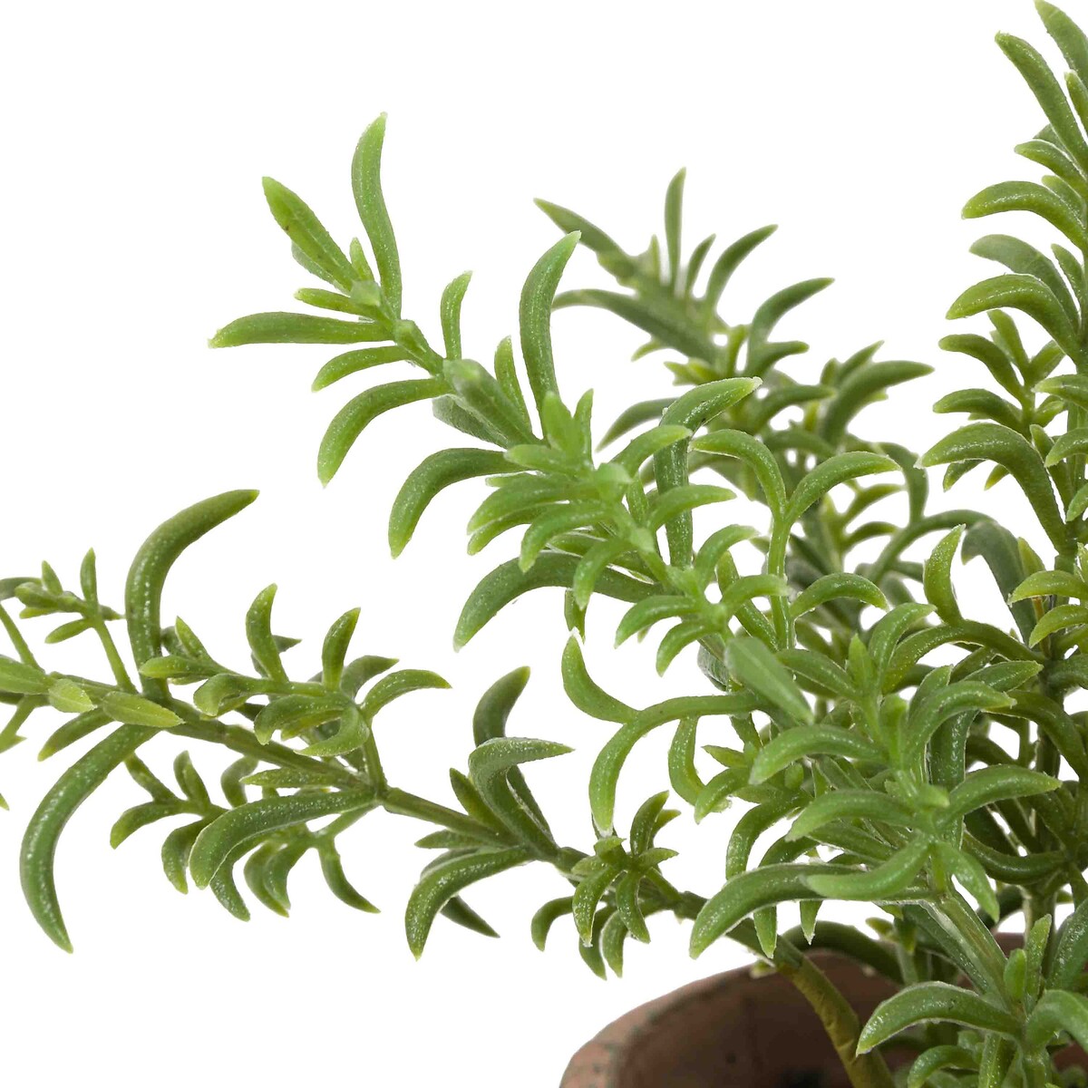 23cm Potted Rosemary in Terracotta Pot red, ÉDITÉ