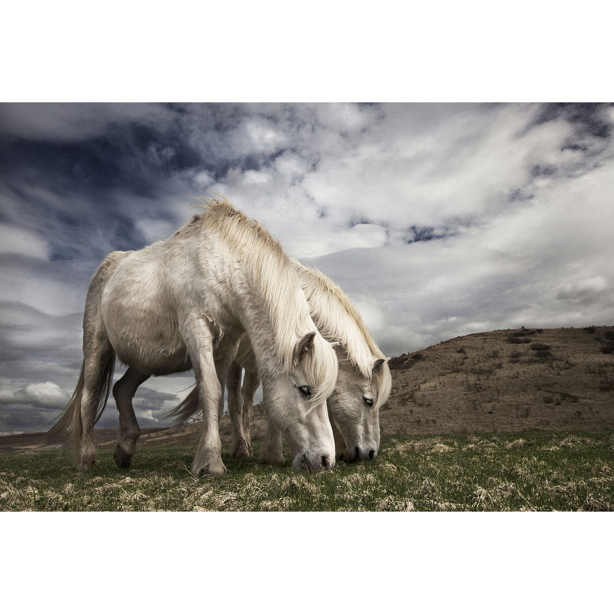 Tableau Chevaux blancs tableau alu dibond, HEXOA