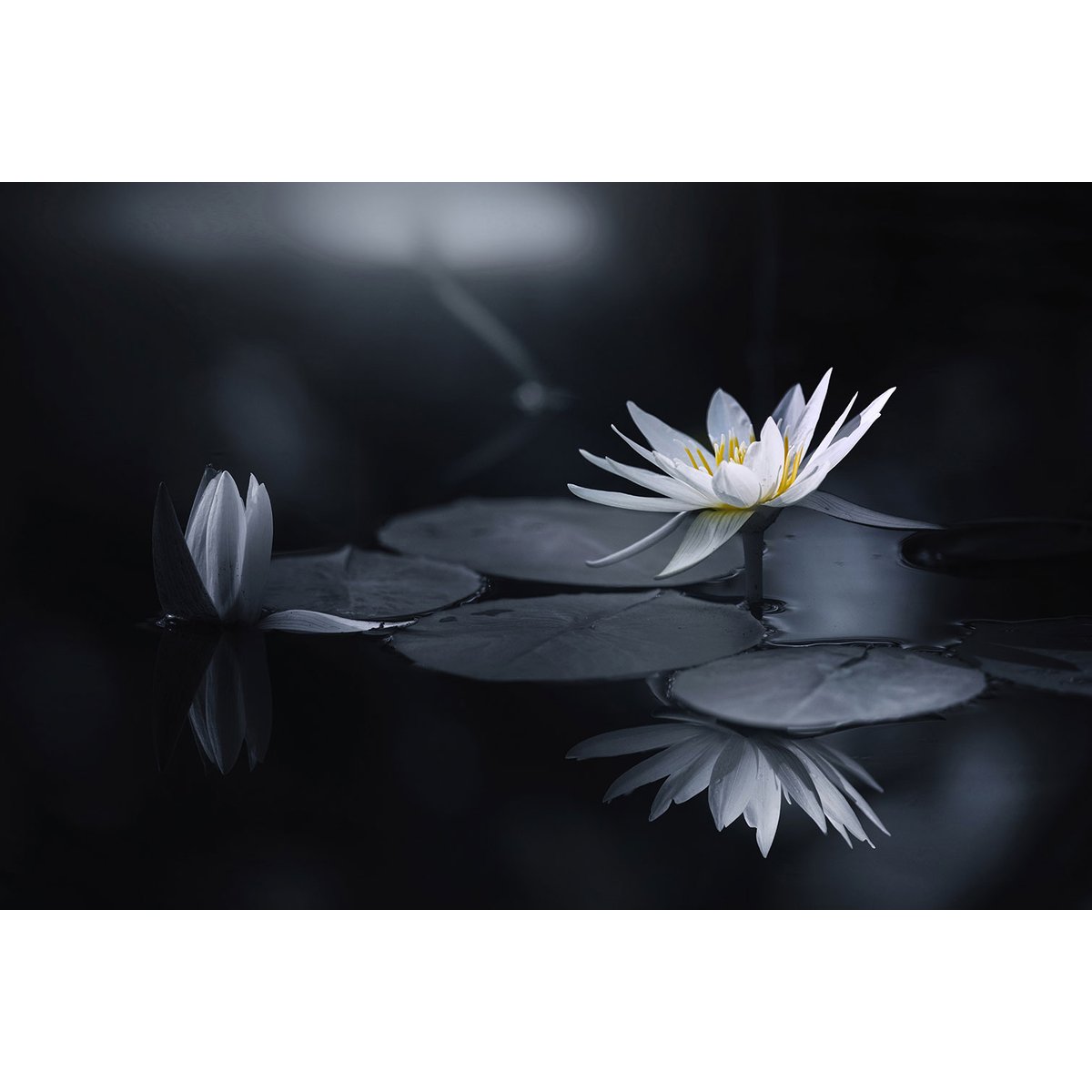 Tableau fleurs Alba nénuphar tableau alu dibond, HEXOA